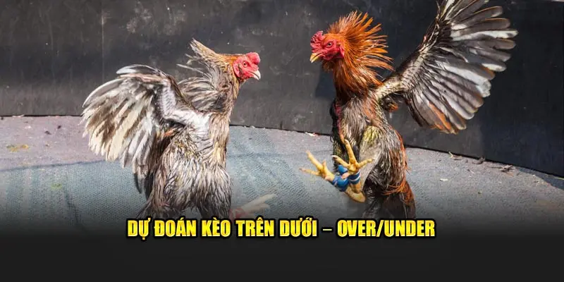 Dự đoán kèo trên dưới - Over/Under