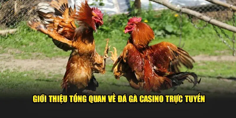 Giới thiệu tổng quan về đá gà casino trực tuyến