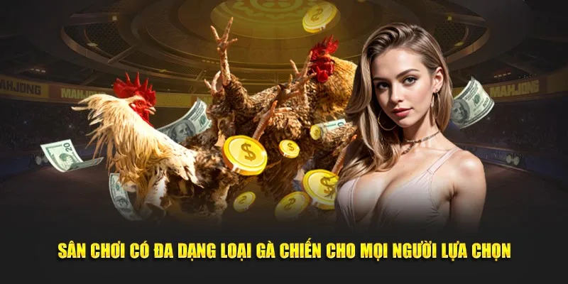 Sân chơi có đa dạng loại gà chiến cho mọi người lựa chọn