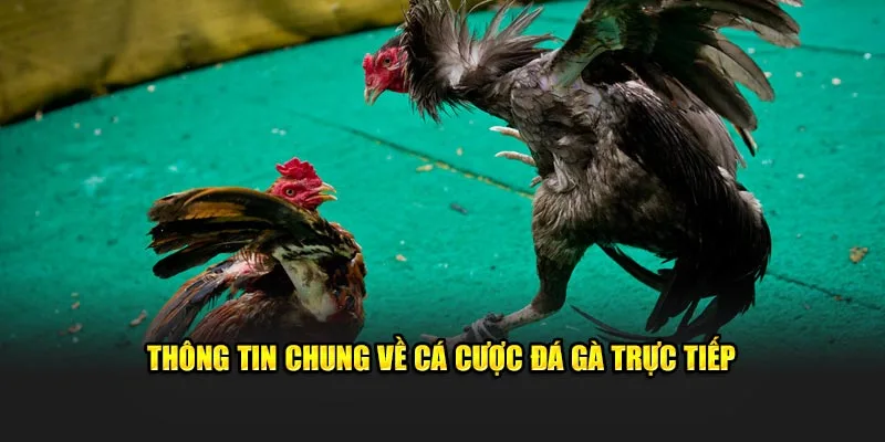 Thông tin chung về cá cược đá gà trực tiếp