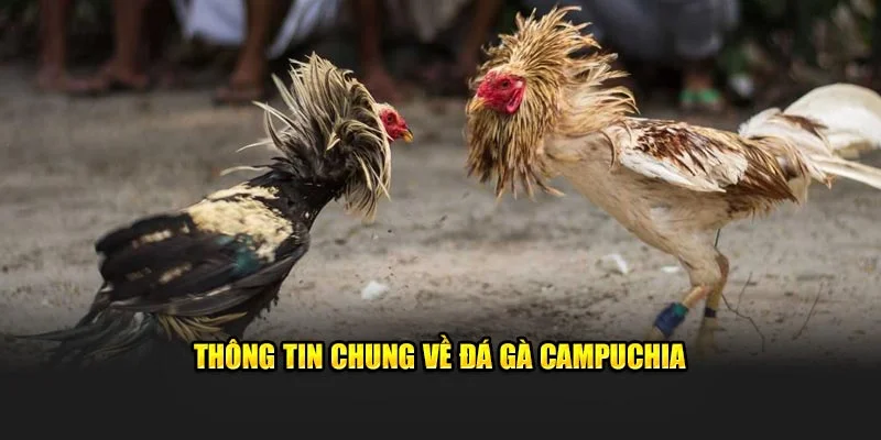 Tìm hiểu về đá gà Campuchia