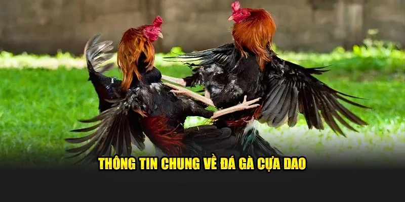 Thông tin chung về đá gà cựa dao