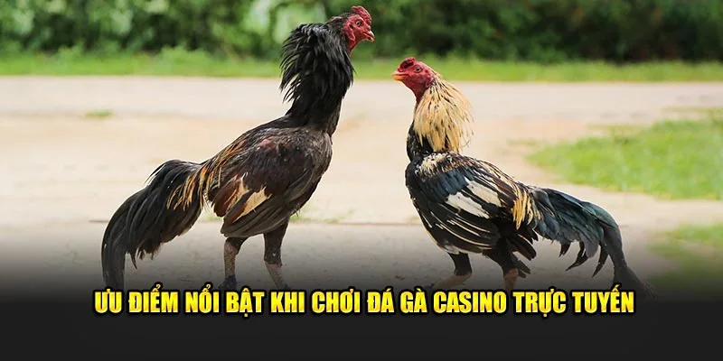 Ưu điểm nổi bật khi chơi đá gà casino trực tuyến